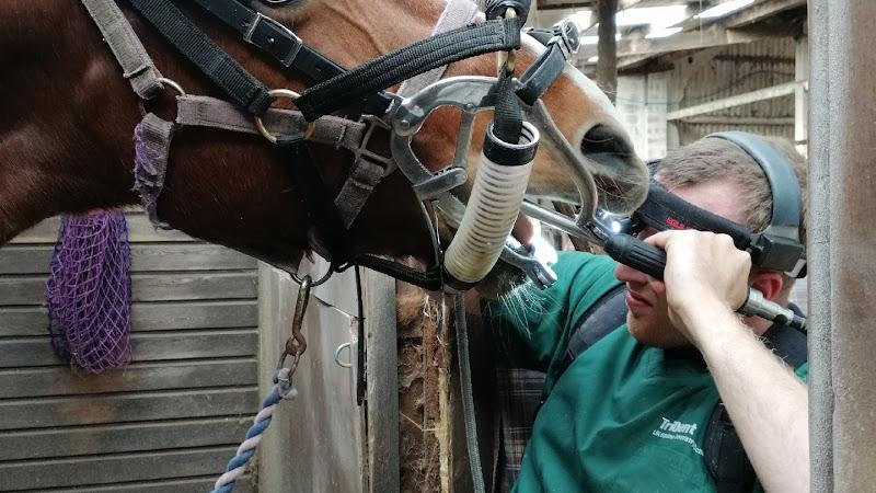 James Rogers Equine dental technician